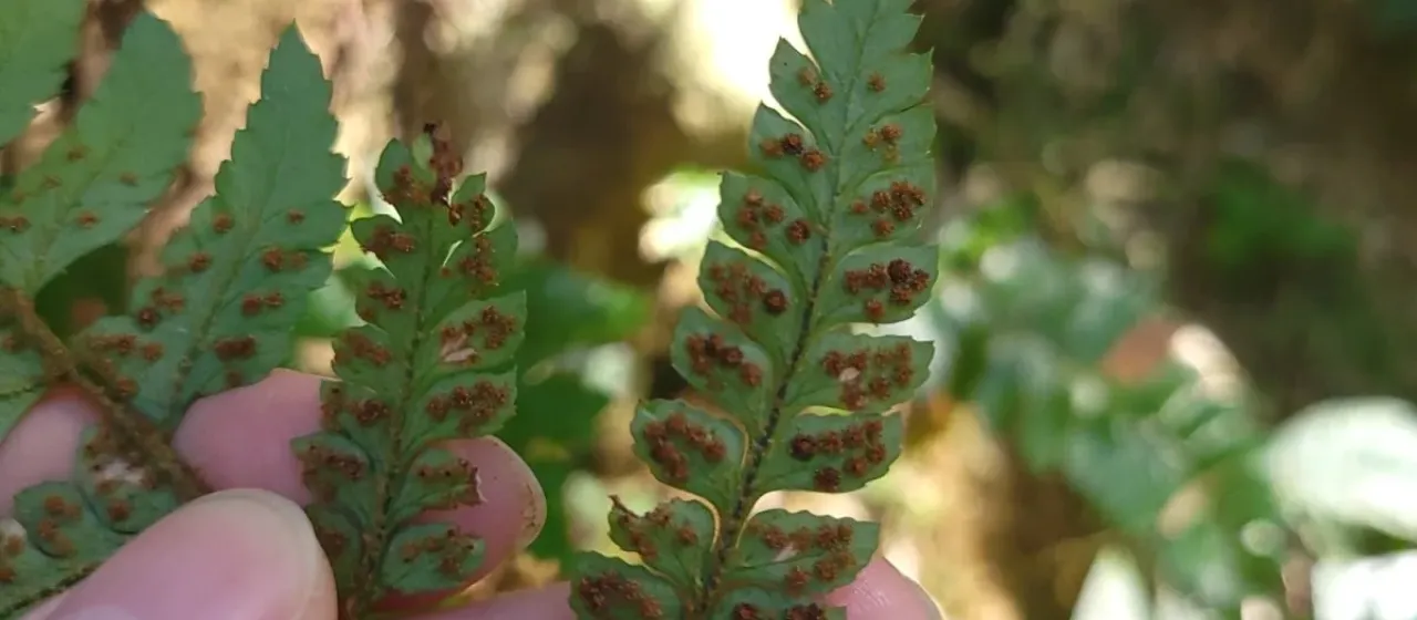 Polystichum biaristatum