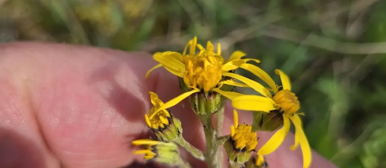 Senecio lugens