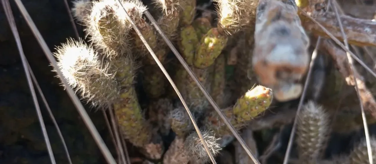 Rhipsalis dissimilis