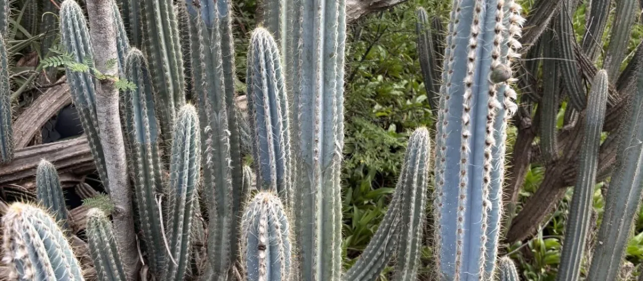 Pilosocereus armatus