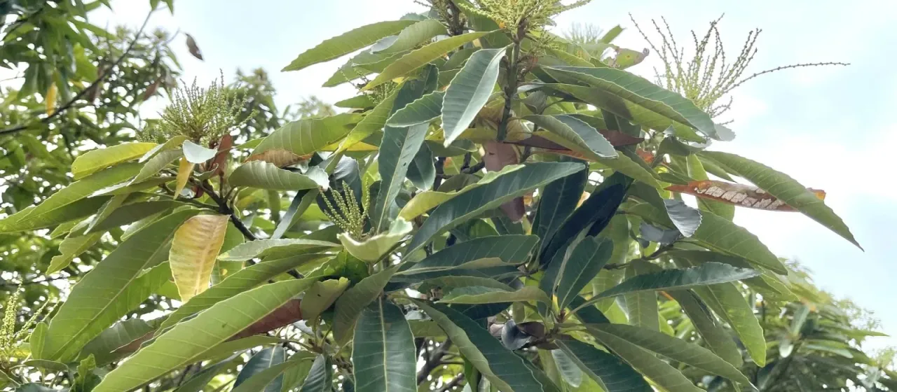 Castanopsis fissa