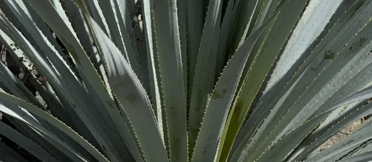 Dasylirion cedrosanum