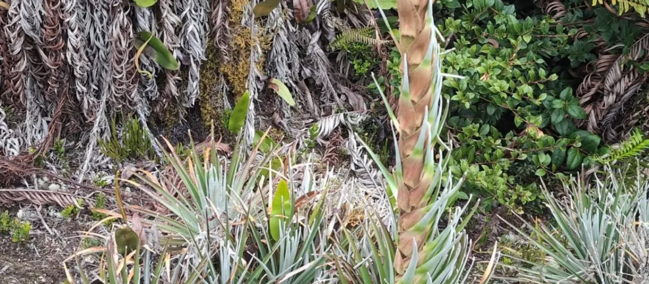 Puya dasylirioides