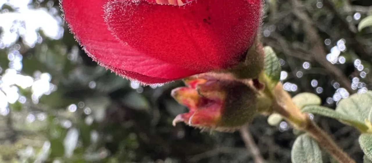 Chaetogastra grossa