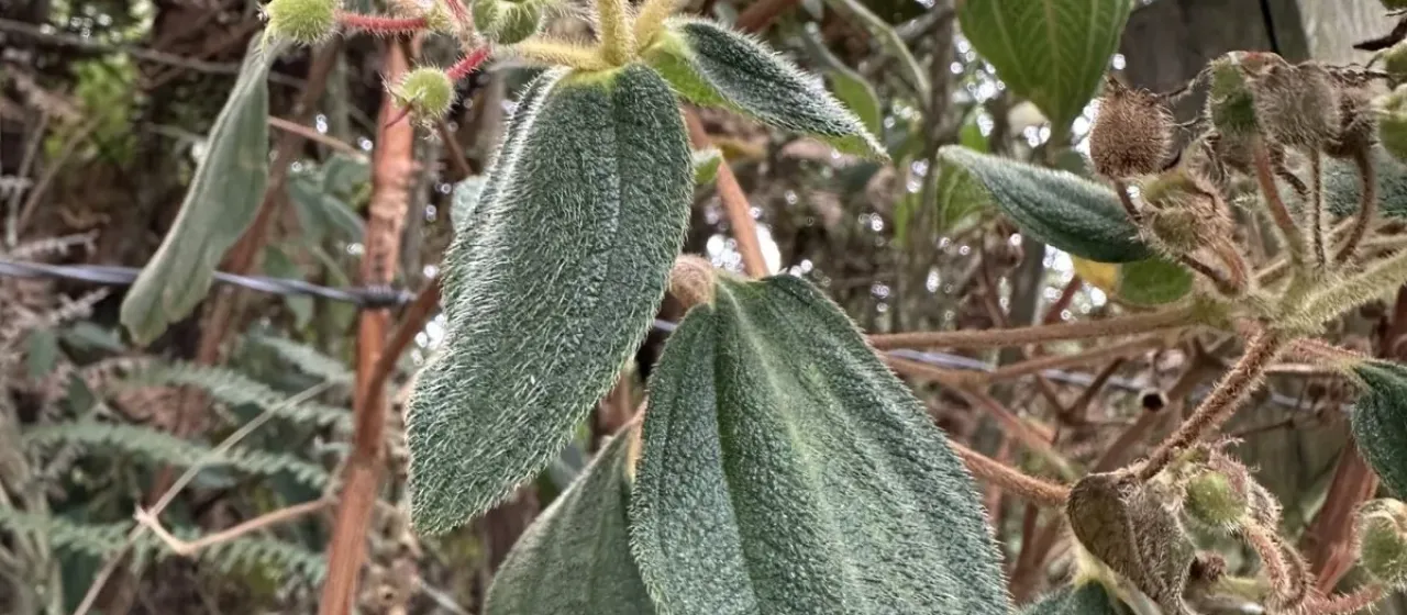 Chaetogastra mollis