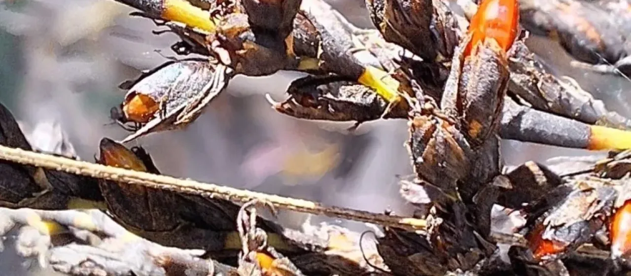Red-fruited Saw Sedge