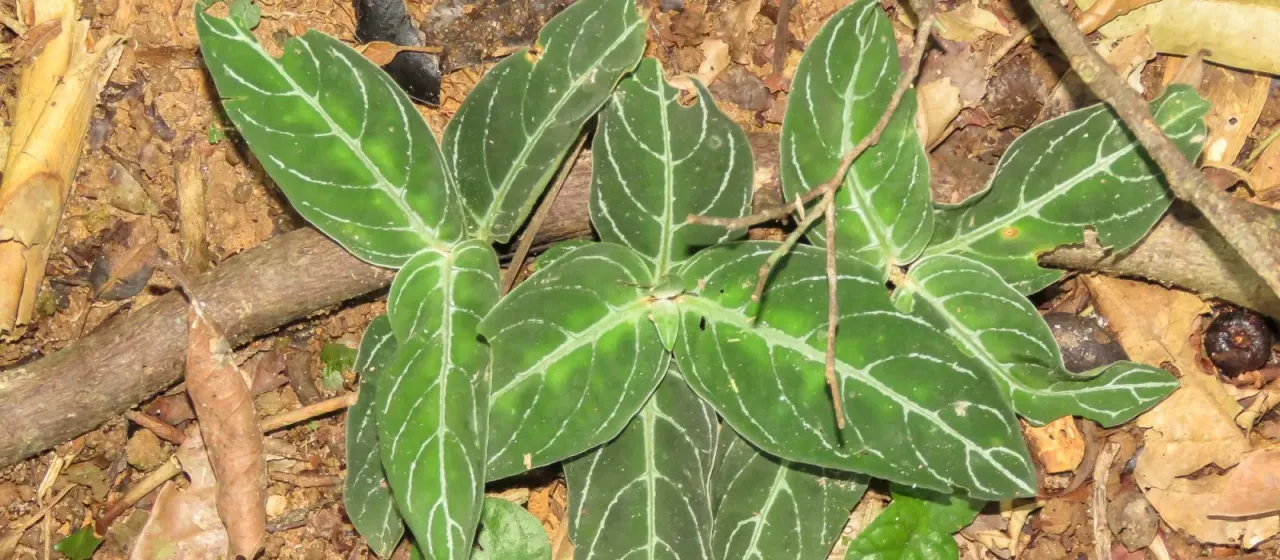 Chamaeranthemum beyrichii