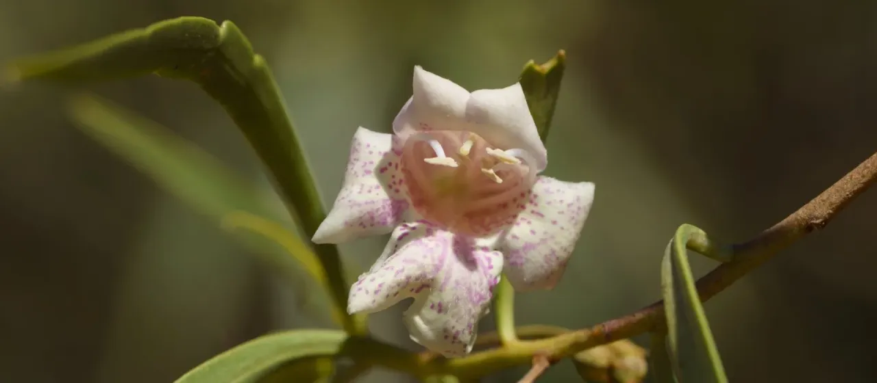 Eremophila bignoniiflora