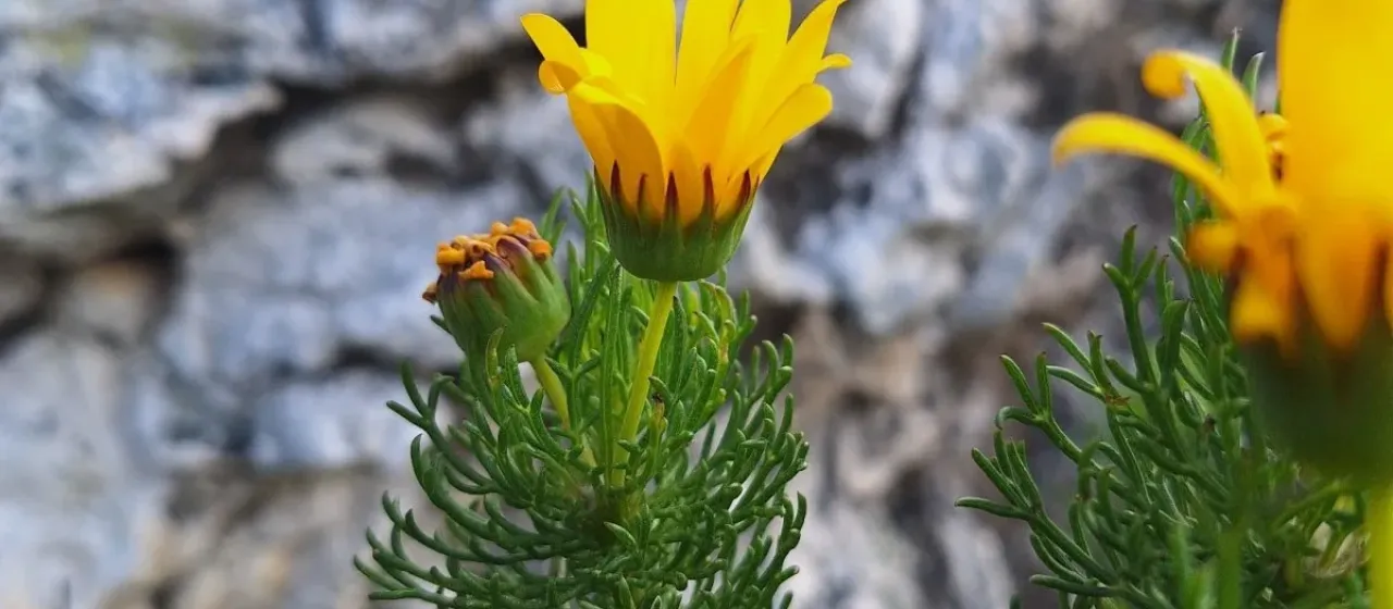 Euryops abrotanifolius