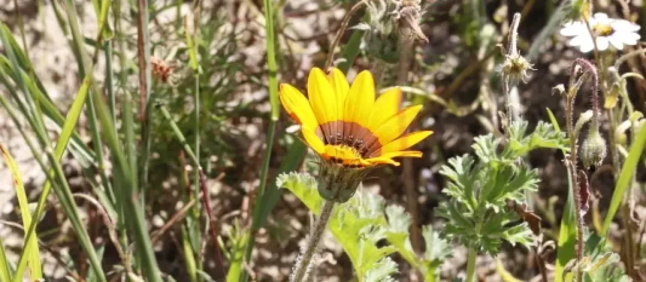 Gazania ciliaris