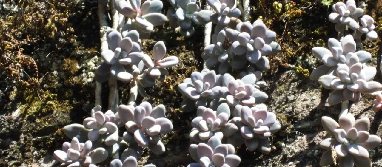 Graptopetalum amethystinum