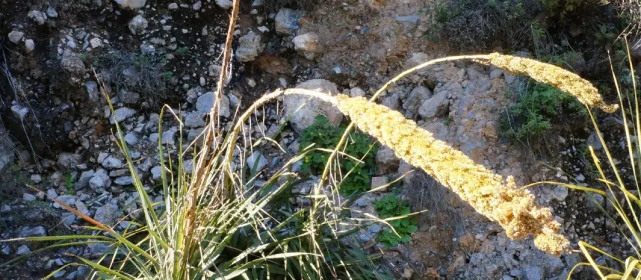 Dasylirion berlandieri