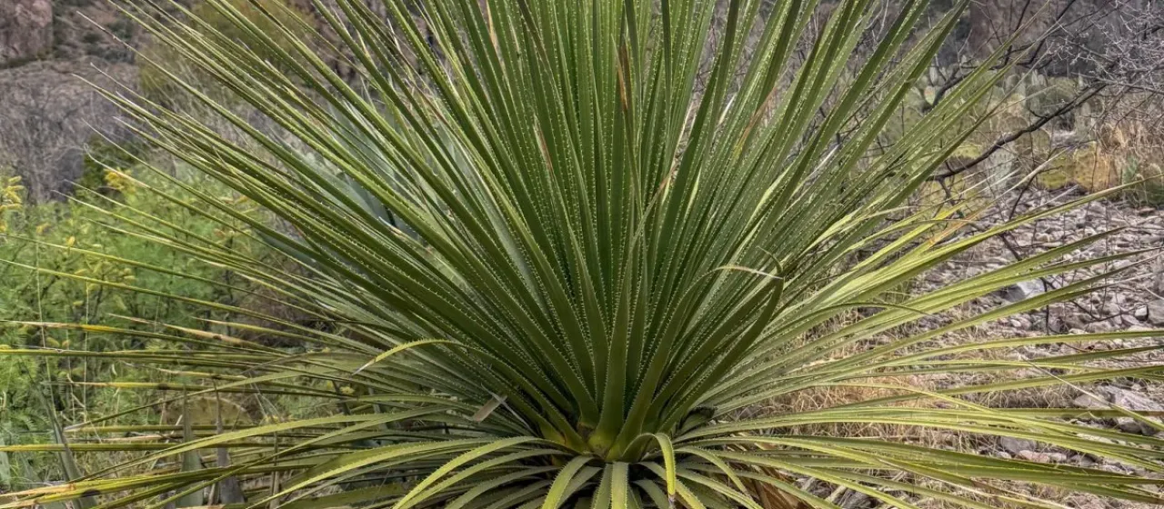 Dasylirion leiophyllum