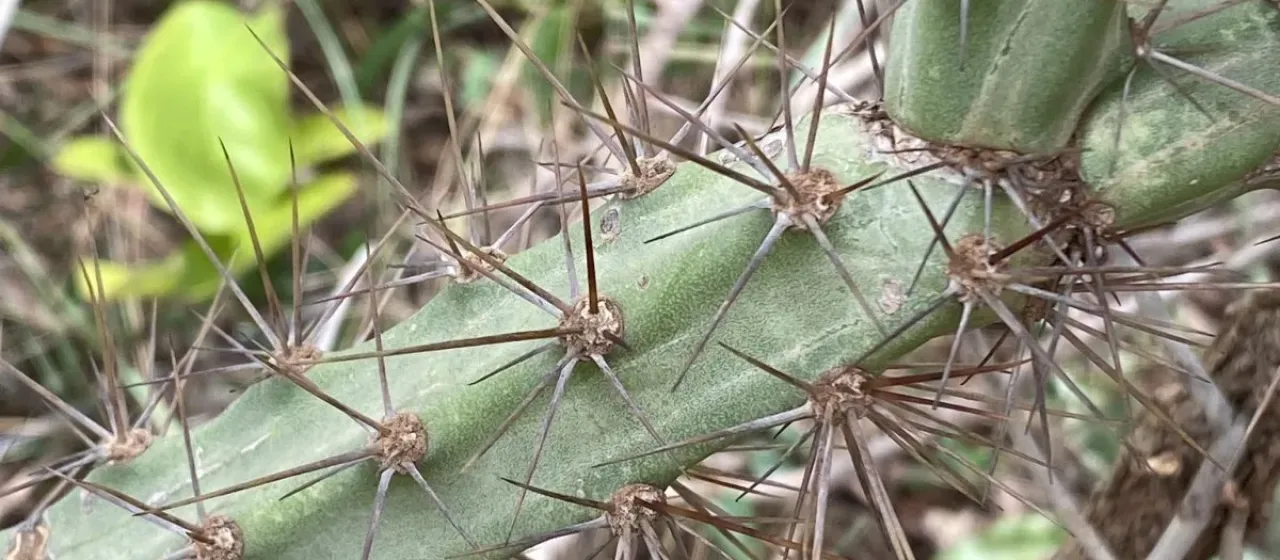 Cereus mirabella