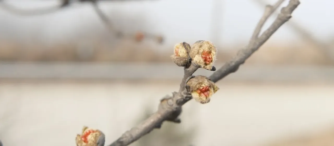 Parrotia subaequalis