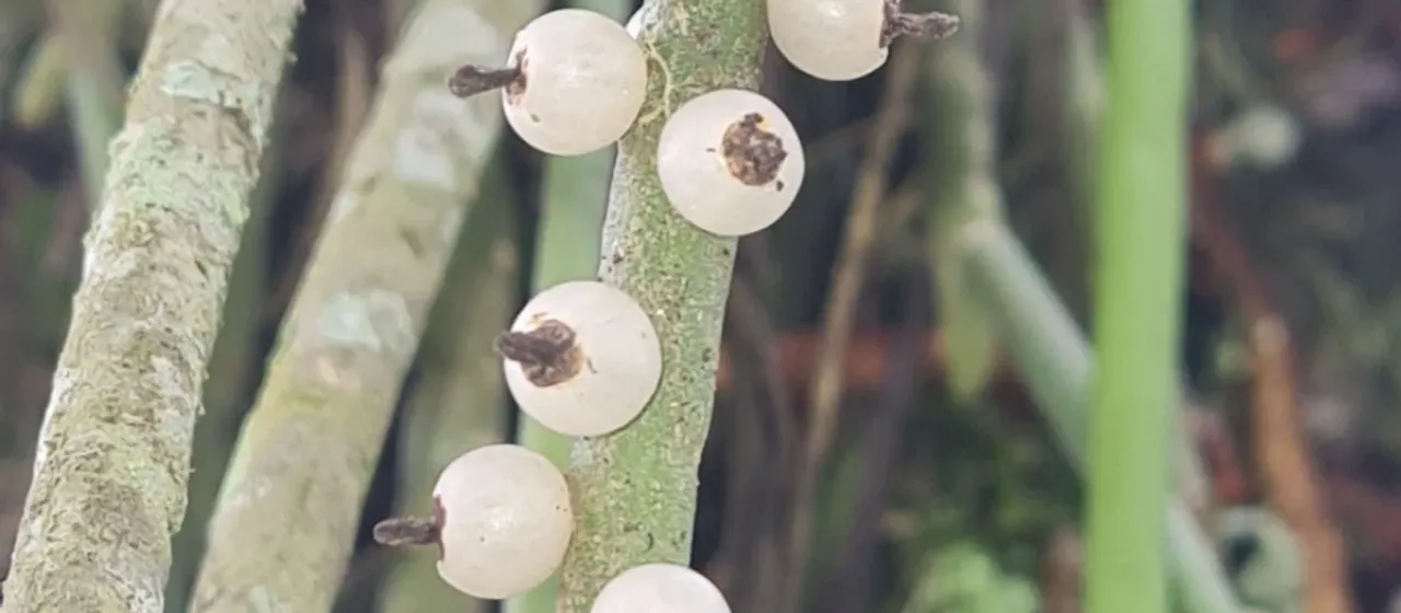 Rhipsalis shaferi