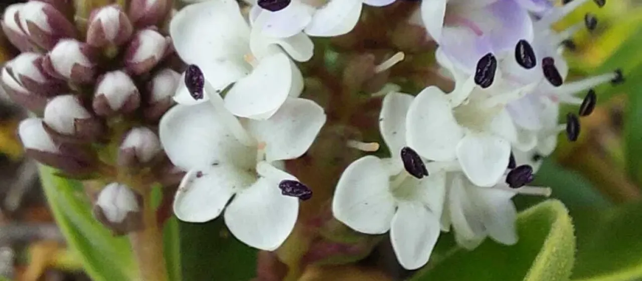 Chatham Island speedwell