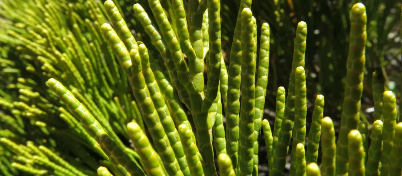 Veronica salicornioides