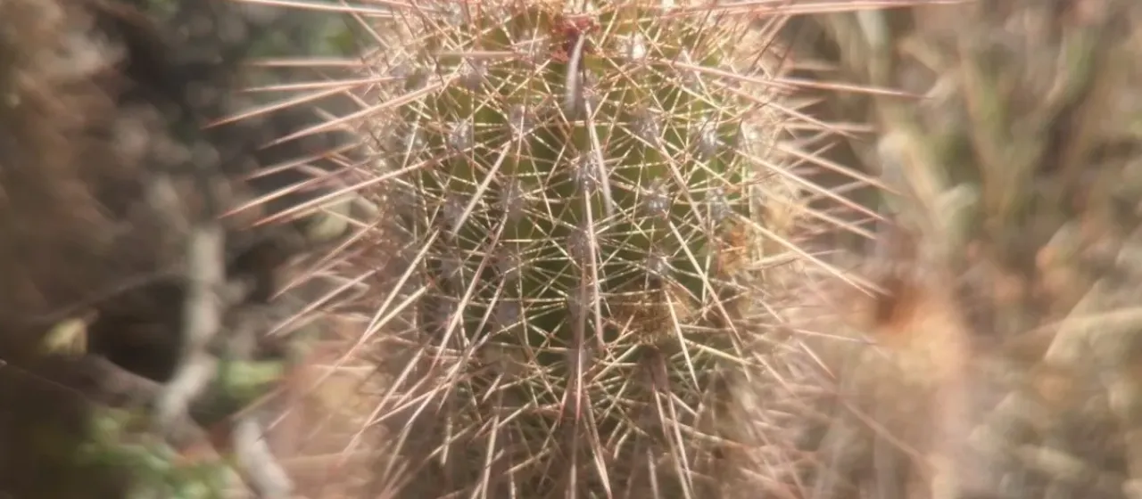 Soehrensia strigosa