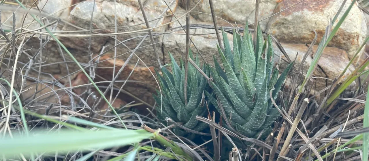 Haworthiopsis glauca