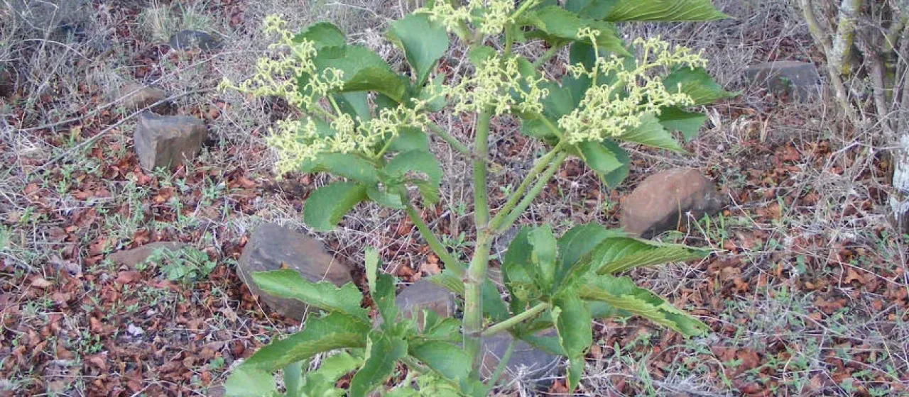 Cyphostemma woodii