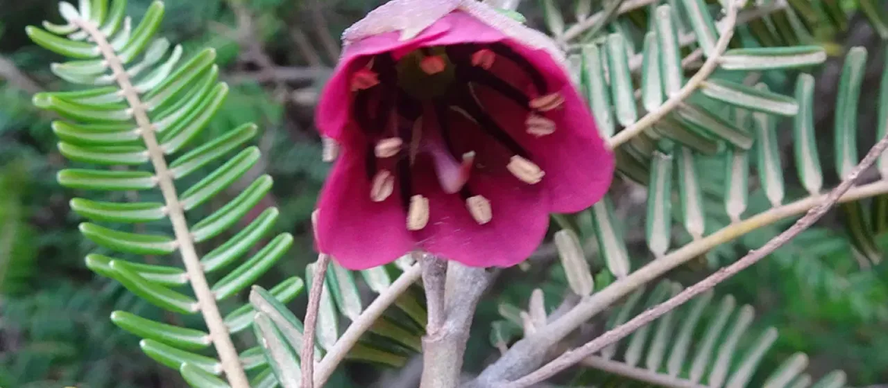 Cadia purpurea