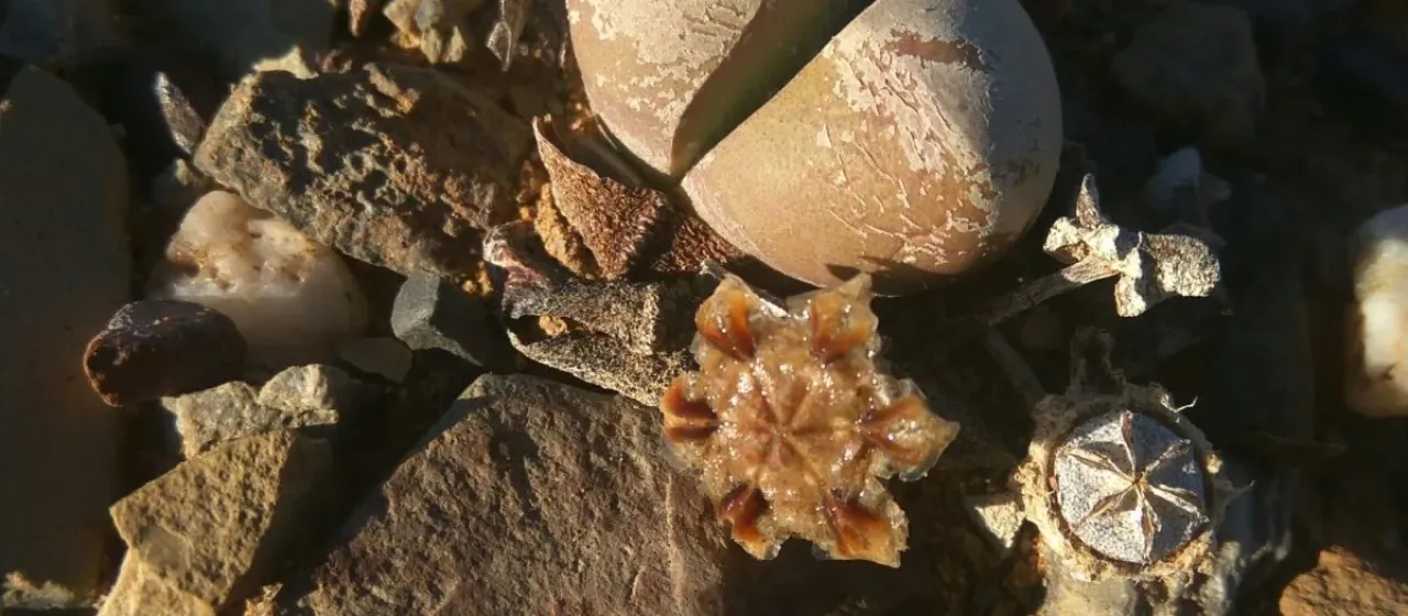 Didymaotus