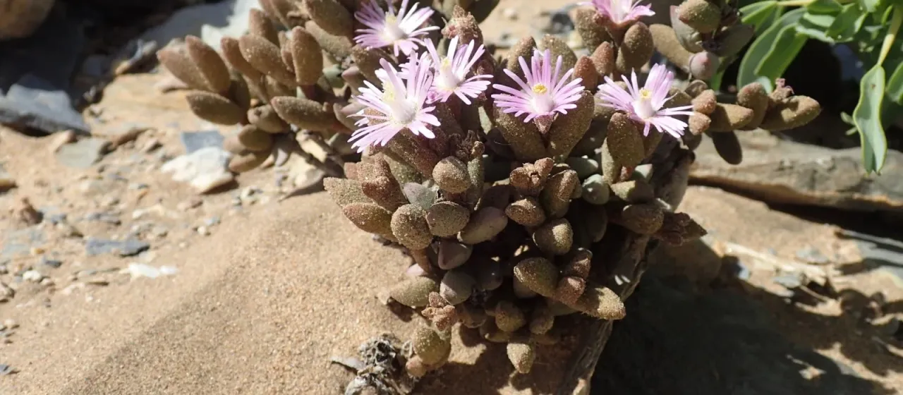 Psammophora