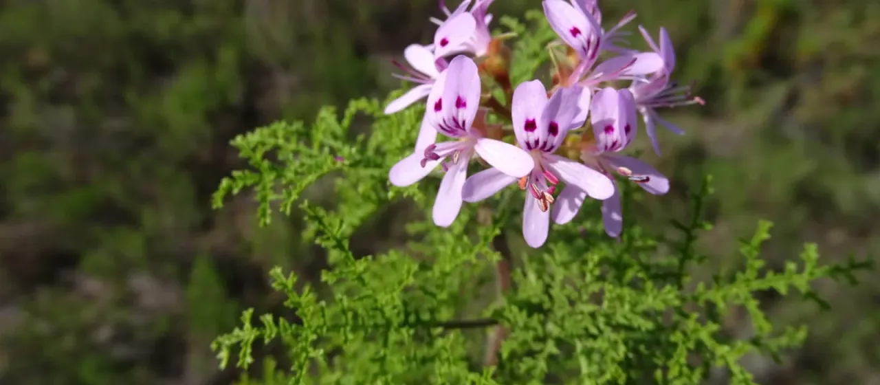 Scented-leaf pelargonium