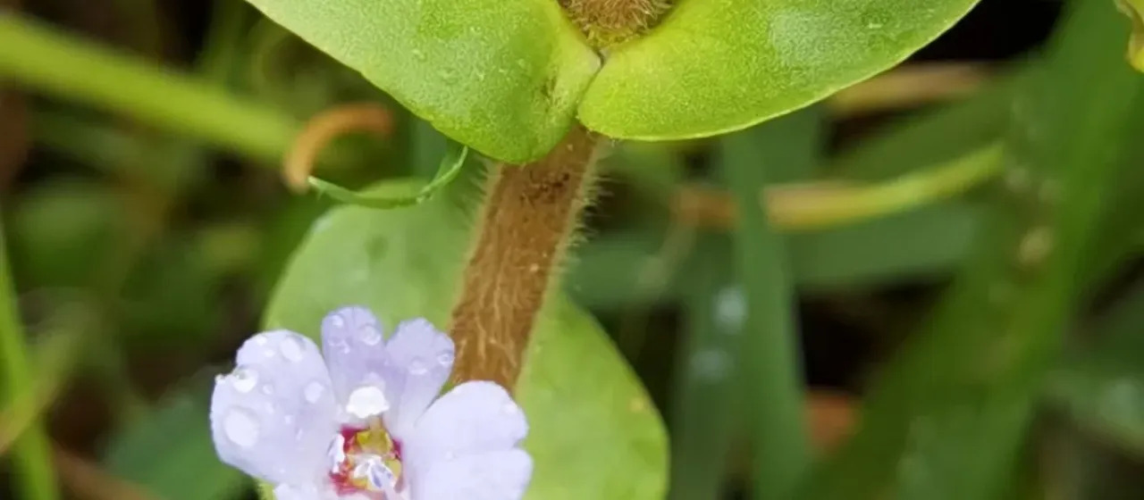 Bacopa salzmannii
