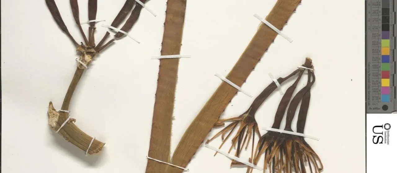 Caribbean agave