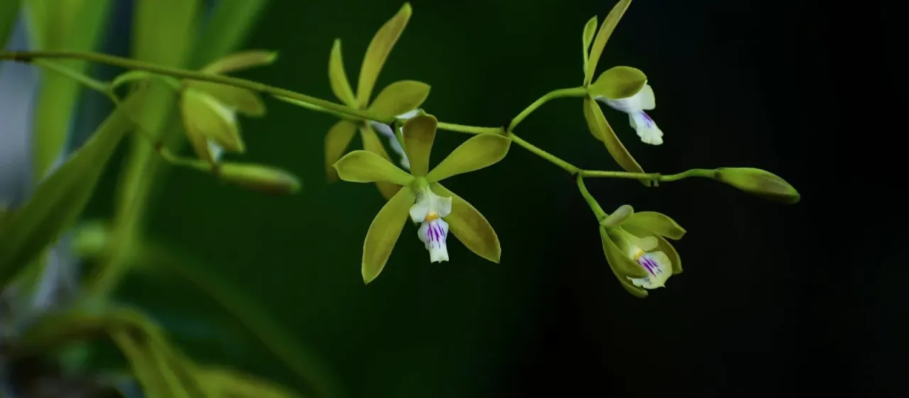Encyclia acutifolia