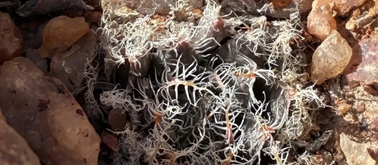 Haworthia arachnoidea