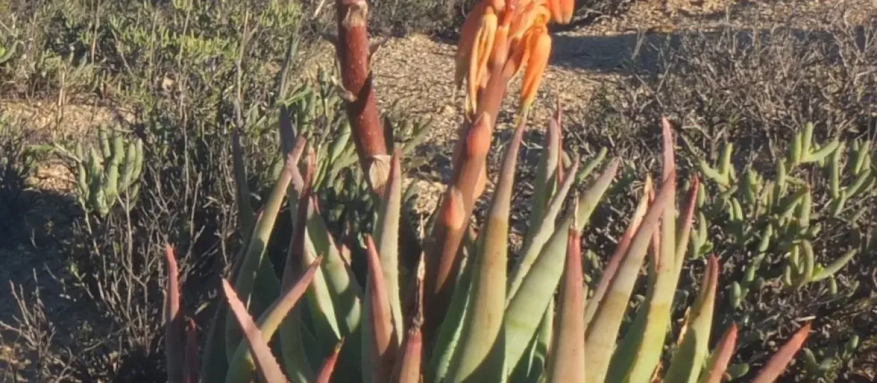 Aloe krapohliana
