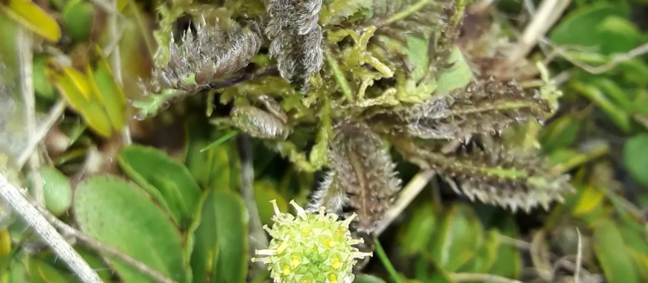 Leptinella pusilla