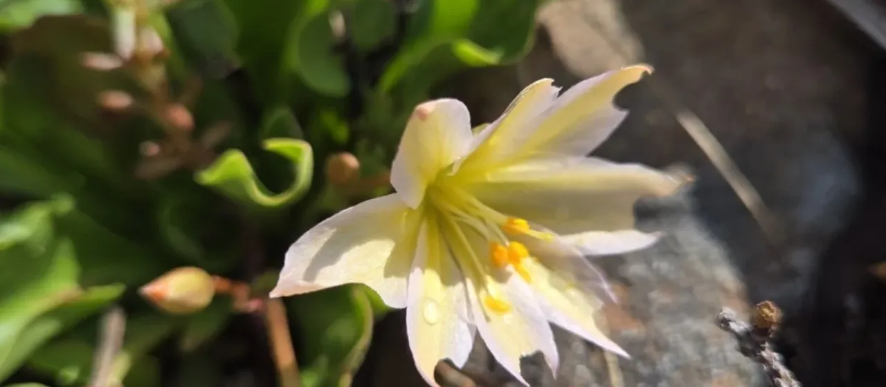 Lewisiopsis