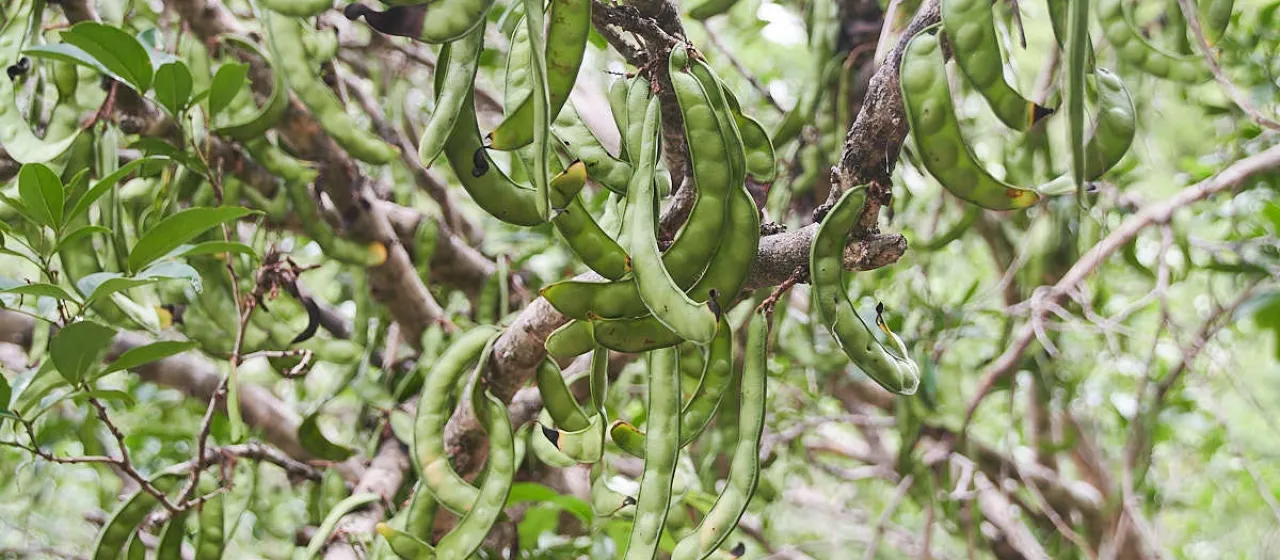 Zygia longifolia
