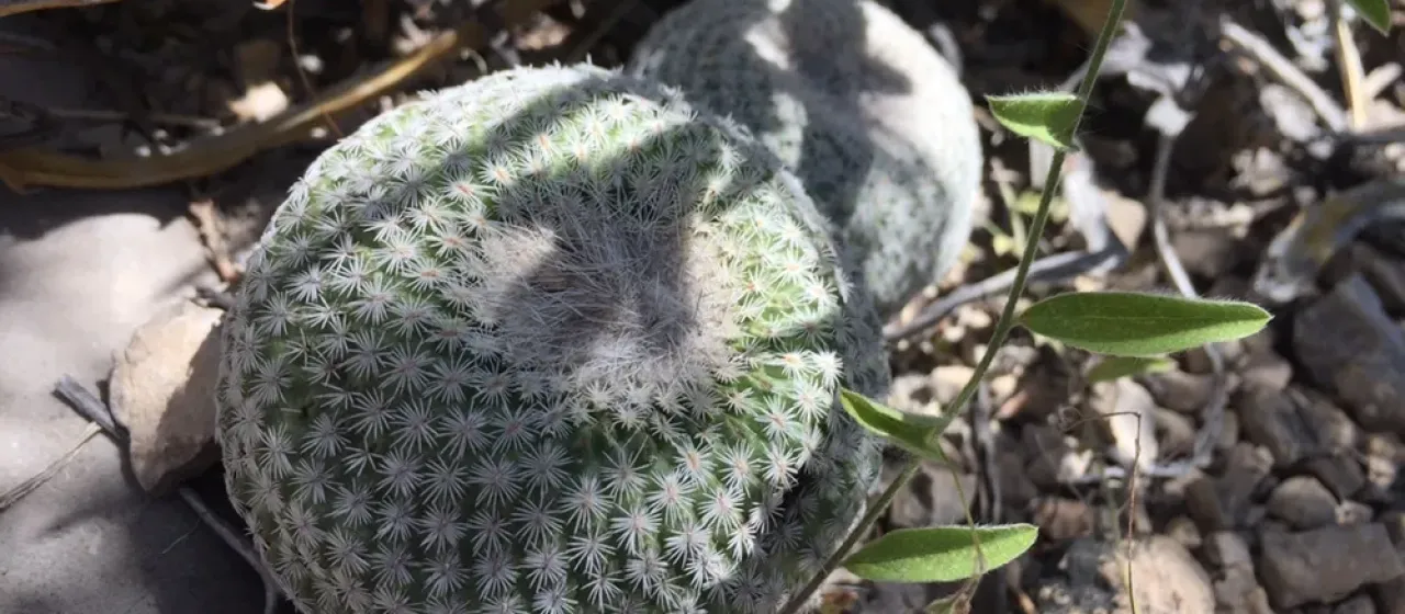 Epithelantha spinosior