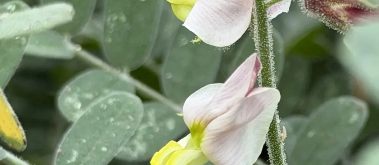 Coursetia