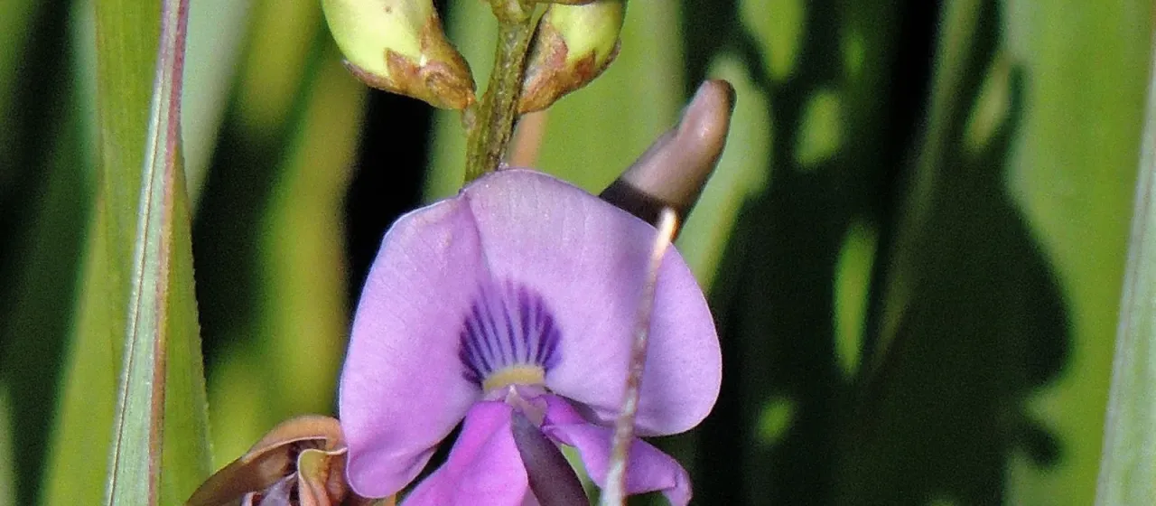 Dolichopsis