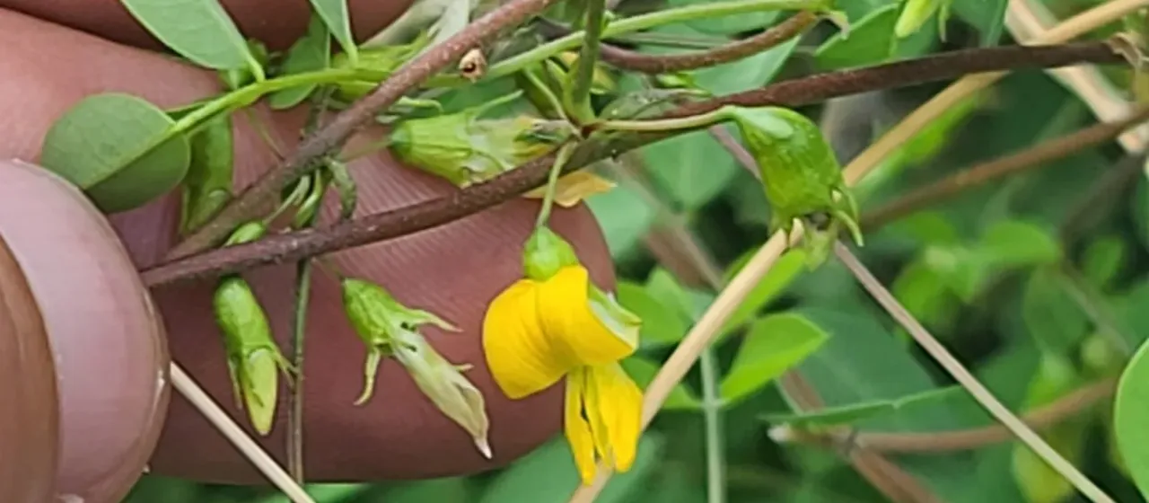 Nissolia