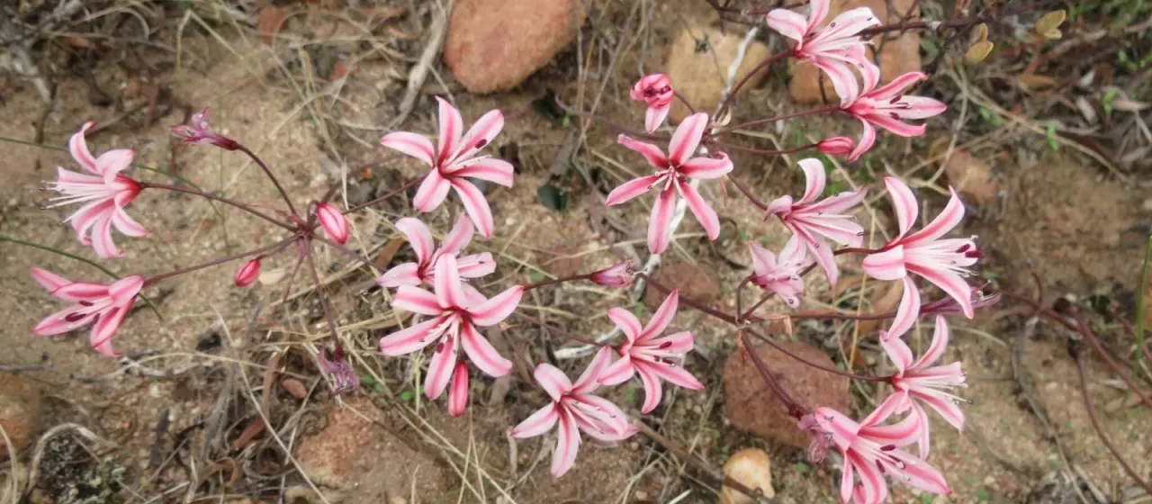 Strumaria salteri