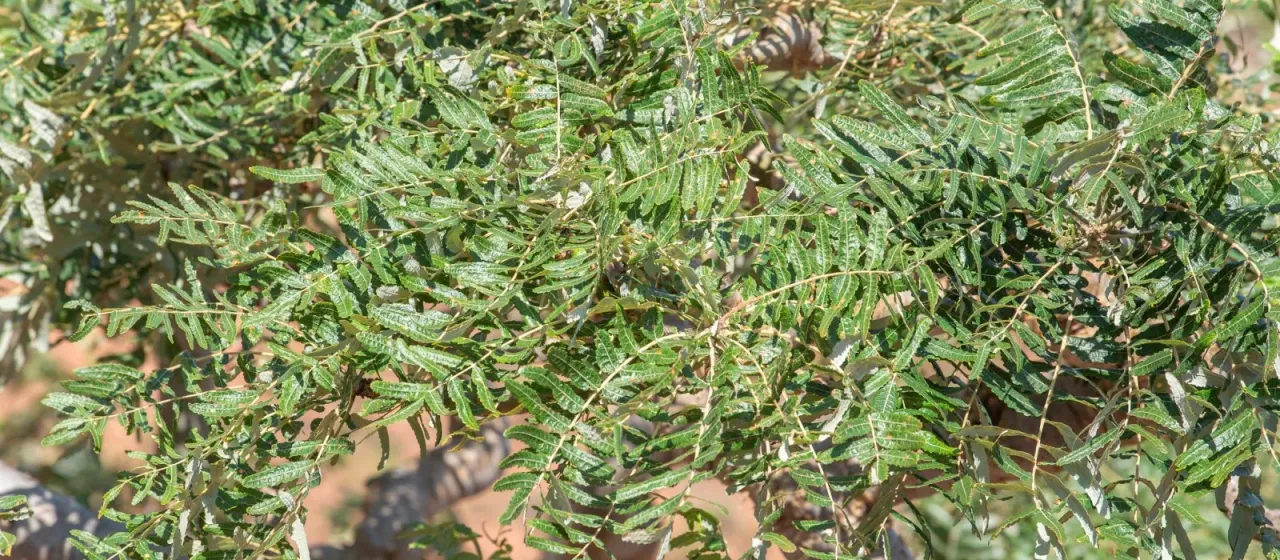 Boswellia elongata