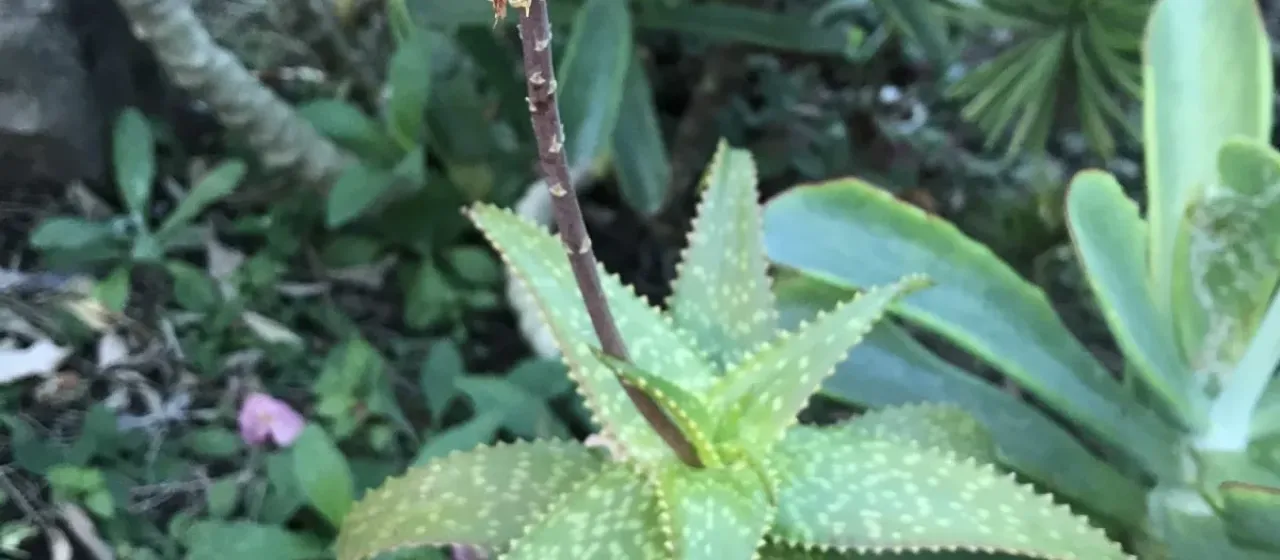 Aloe andongensis