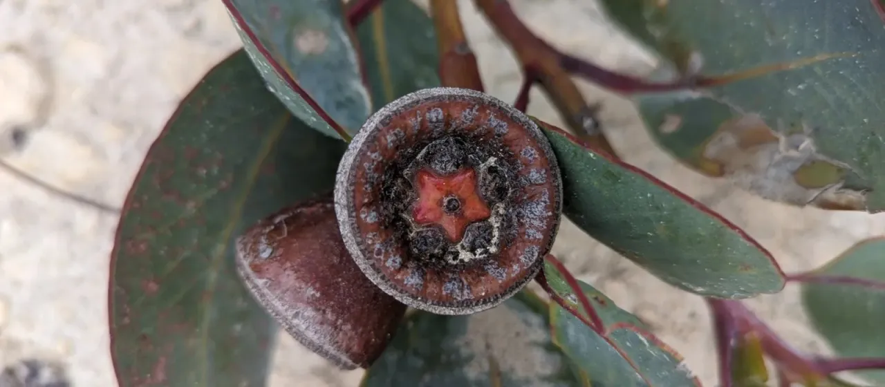 Eucalyptus preissiana