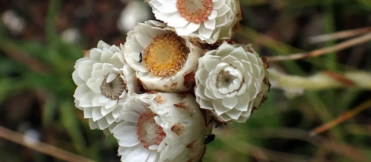 Helichrysum albobrunneum