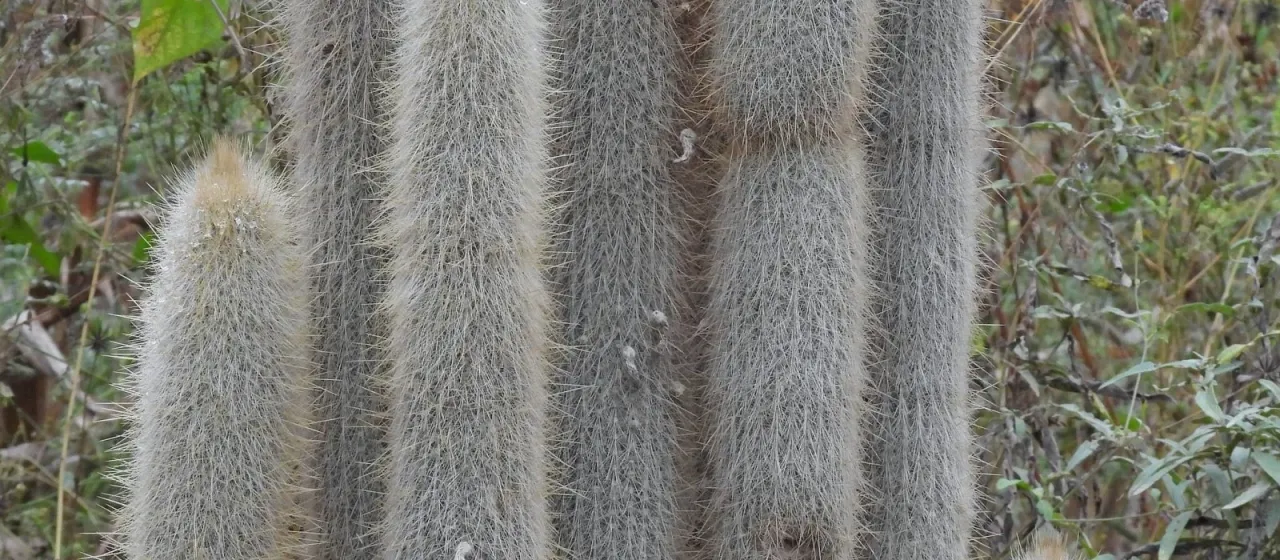 Cleistocactus hyalacanthus