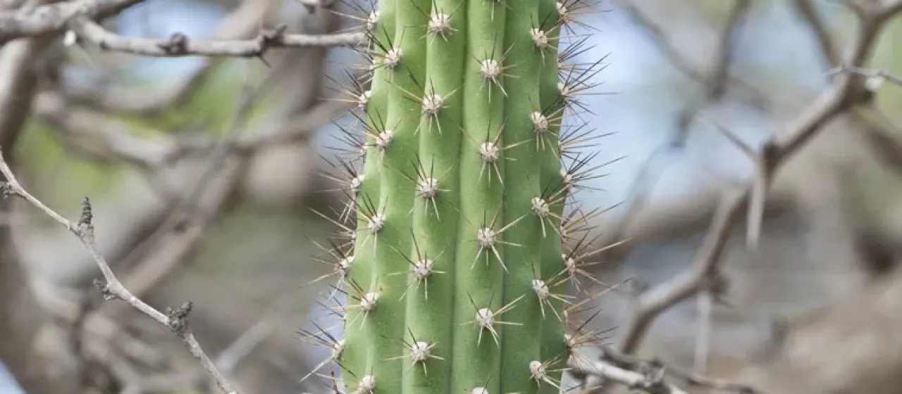 Stenocereus heptagonus
