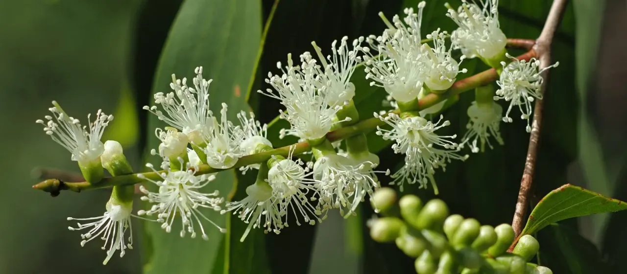 White paperbark