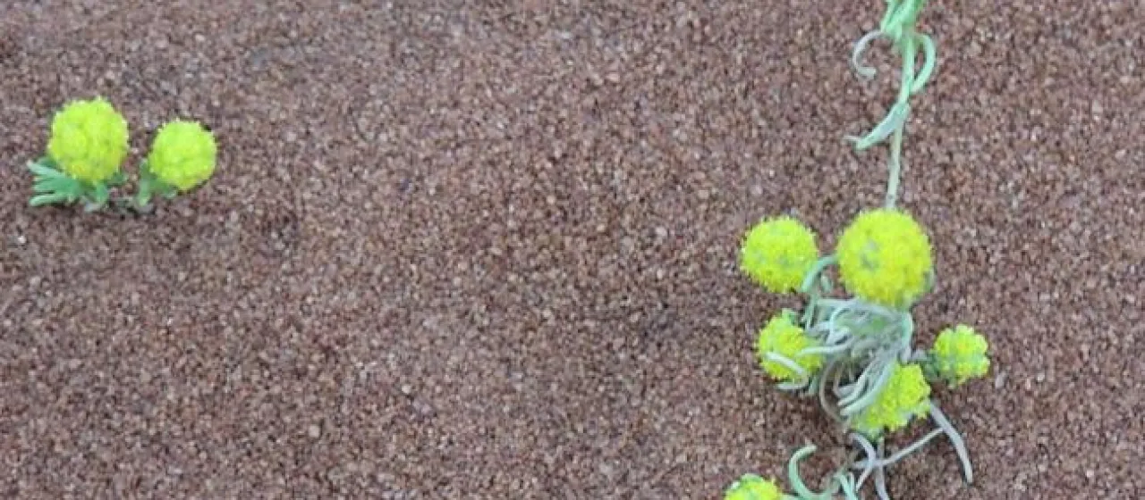 Calocephalus francisii